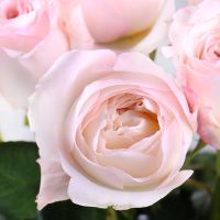 Роза Дэвида Остина Кейра поштучно Юбилейное (Луганская обл., Украина)