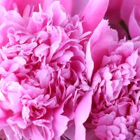 Peony crimson one by one Heops