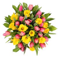 Тюльпаны и нарциссы Абердин (США)