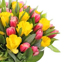 Тюльпаны и нарциссы Абердин (США)