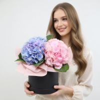 Hydrangea in a box Arbuzinka