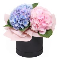 Hydrangea in a box Kyiv - Teremki