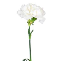 White carnations by the piece Abu-Dabi