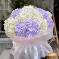 Lavender cloud of hydrangeas 15 pcs Pochaev