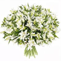 White lilies Abu-Dabi