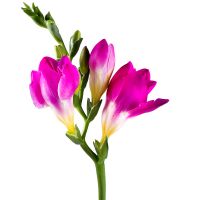 Freesia pink piece Bentota