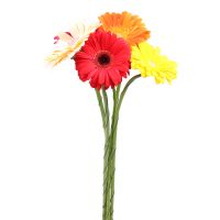 Gerberas mix by the piece Sidney