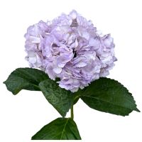 Hydrangea purple piece Lanovcy
