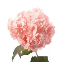 Гортензия розовая поштучно Выгода