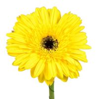 Жовті гербери поштучно Абу-Дабі