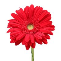 Red gerbera by the piece Miami