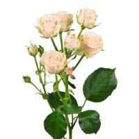 Cream spay roses by the piece Buharest