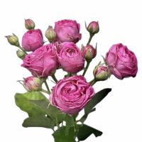 Spray roses Misty Bubbles Zagreb