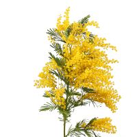 Букет цветов Мимоза поштучно Курахово
