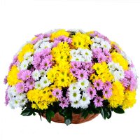 Basket of mix chrysanthemum Kharkov