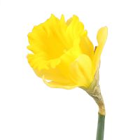  Букет Нарцис поштучно Антіб
                            