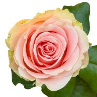 Peach rose per piece Doris Day 60sm Ri
