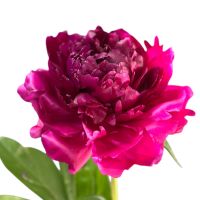 Peony bordo by piece Stavanhem