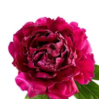 Peony bordo by piece Stavanhem