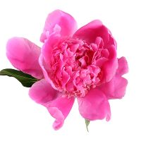 Peony crimson one by one Heops