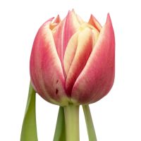 Pion-shaped tulip by the piece Ri