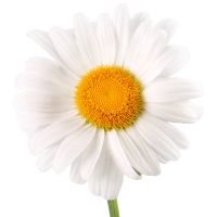 Ромашки  Старая Синява