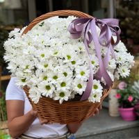 Ромашковое поле хризантеми 25шт Бассин