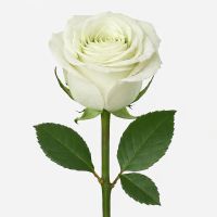 Роза Mondial поштучно 90 см Разлог