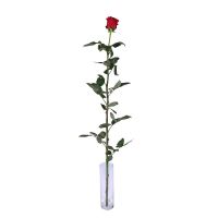 Red rose by the piece (1m) Kandy