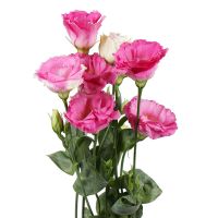 Pink eustoma by the piece Abu-Dabi