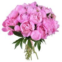  Bouquet Pink peonies Benevento
                            