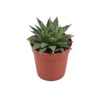  Bouquet Суккулент №4 Korosten
                            