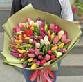 101 mixed tulips, Dublin (Ireland)
