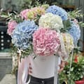 Hydrangea mix in a box XXL, Kran