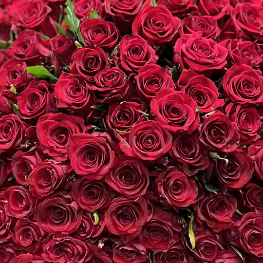 151 червона троянда – доставка квітів у Ліон