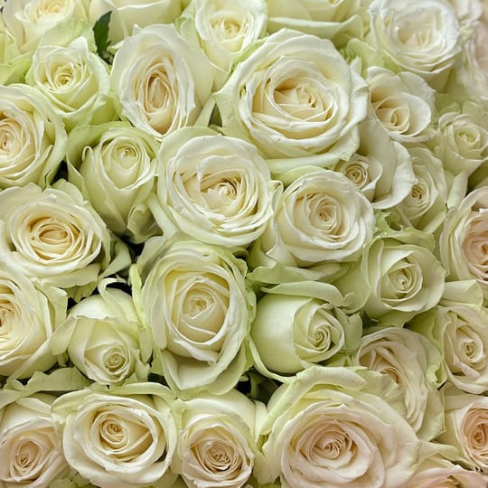 51 white roses – flower delivery in Newcastle (Great Britain)