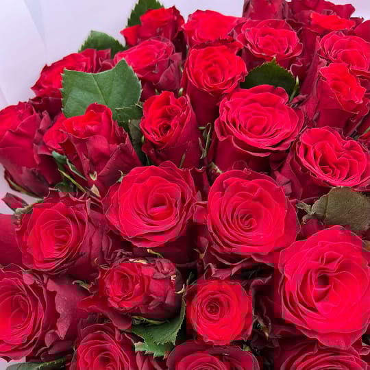 Акція! 25 червоних троянд – доставка квітів у Огре