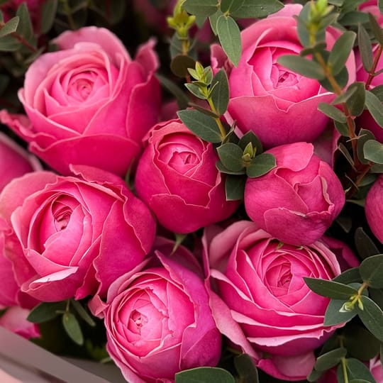 11 рожевих піоновидних троянд – доставка квітів у Сан-Хосе (США)