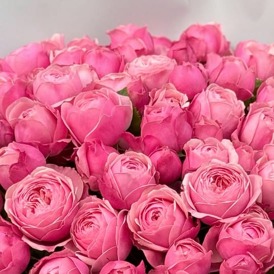 51 розовая пионовидная роза – доставка цветов в Ницца