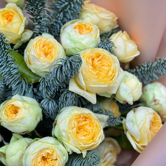 Солнечная зима – доставка цветов в Смела