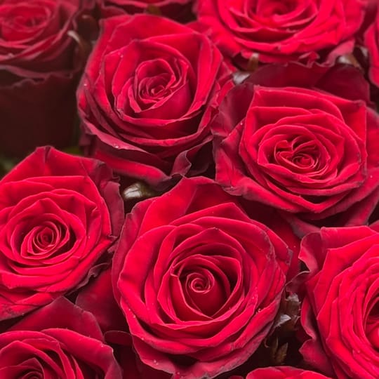 15 красных роз + шарик – доставка цветов в Редмонд