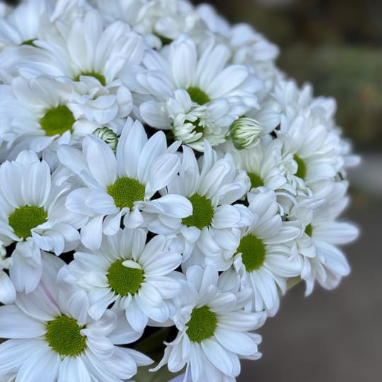 Хризантеми в коробці Легкість – доставка квітів у Хіросіма