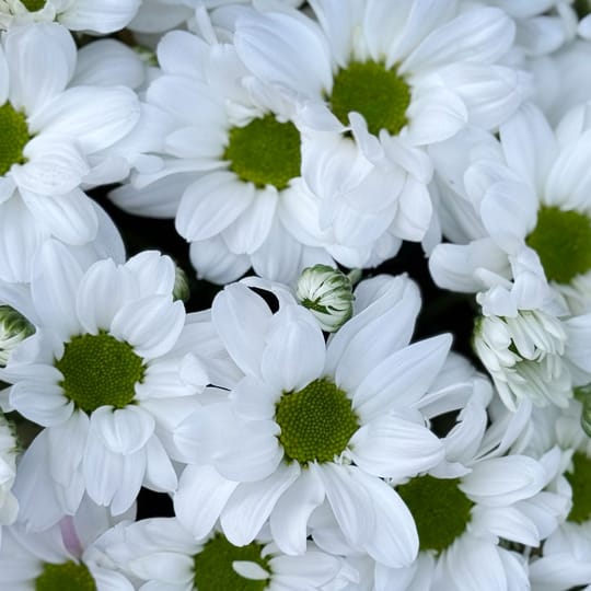 Tenderness  – flower delivery in Kiev