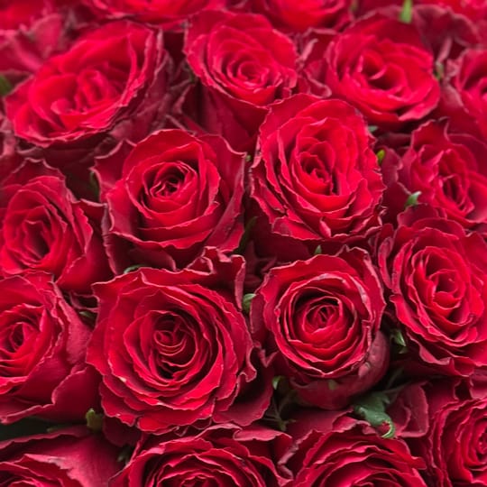 25 червоних троянд Кенія – доставка квітів у Виноградар