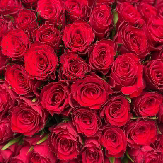 101 червона троянда Кенія – доставка квітів у Виноградар