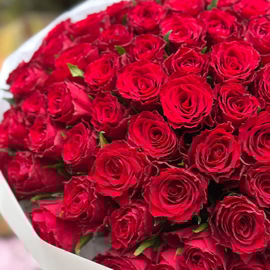 101 червона троянда Кенія – доставка квітів у Виноградар