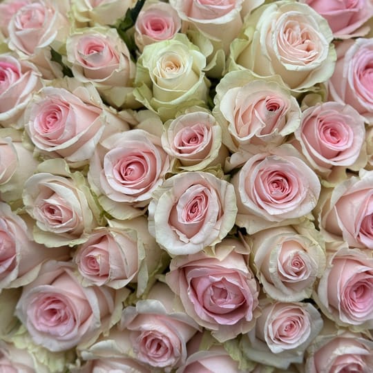 101 розовая роза Кения – доставка цветов в Киев