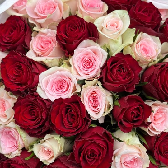 51 червона та рожева троянда Кенія – доставка квітів у Виноградар