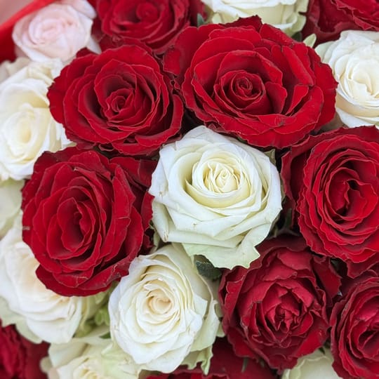  25 red and white roses Kenia – flower delivery in Tetovo