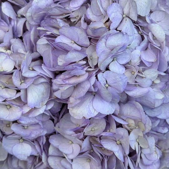 Букет фіолетових гортензій – доставка квітів у Шаффгаузен